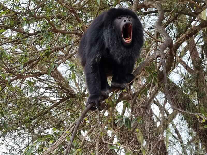 Refugio Faunístico Atinguy