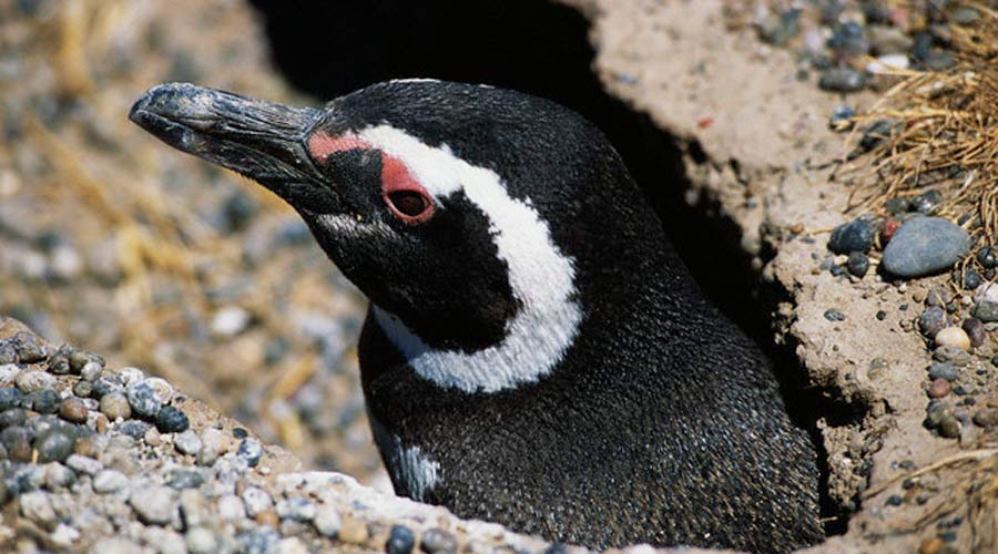 Colonia pinguino di Punta Tombo (*)